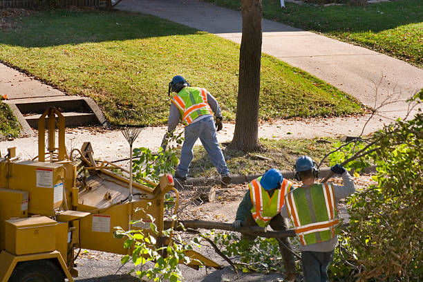 Tree Removal for Businesses